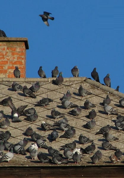pigeons sur le toit 